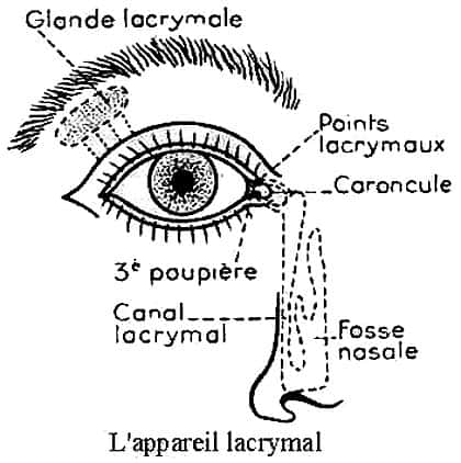 Appareil lacrymal<br>Reproduction et utilisation interdites 