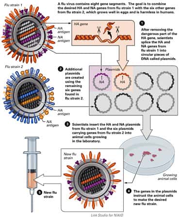 Création d'une souche vaccinale antigrippale par un système à huit plasmides. © <em>National Institute of Allergy and Infectious Diseases</em> (NIAID)
