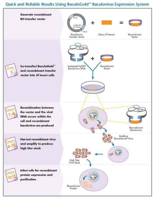 Système d'expression de protéines recombinantes type baculovirus/cellules d'insectes. © 2005 BD Biosciences