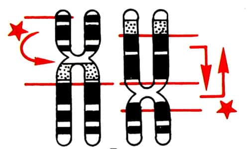 Remaniement du chromosome 9. © DR