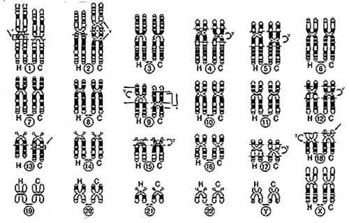 Comparaison des caryotypes de l'Homme et du chimpanzé. Le schéma montre des chromosomes humains (H) et les chromosomes correspondants du chimpanzé (C). © DR