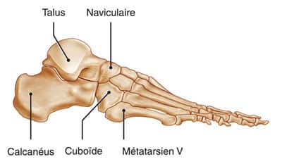 Profil d'un pied humain. © DR