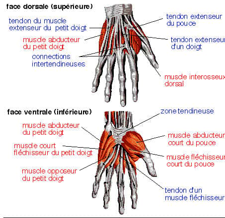 Anatomie de la main humaine. © DR