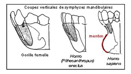 Symphyses mandibulaires. © DR
