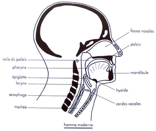 Larynx chez l'Homme moderne. © DR