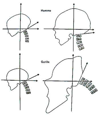 Position et forme des crânes selon la croissance. © DR