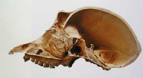 Crâne de chimpanzé (coupe). © DR