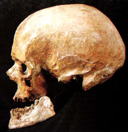 Crâne humain entier. © DR