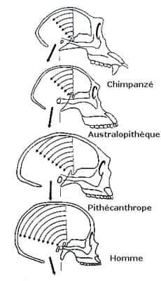 Évolution du crâne du singe à l'Homme. © DR