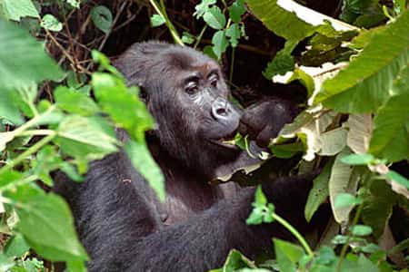 Gorille mangeant des feuilles. © DR