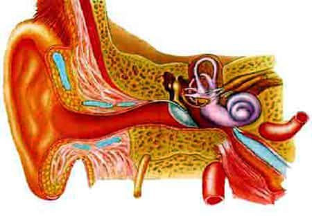 Anatomie de l'oreille. © DR