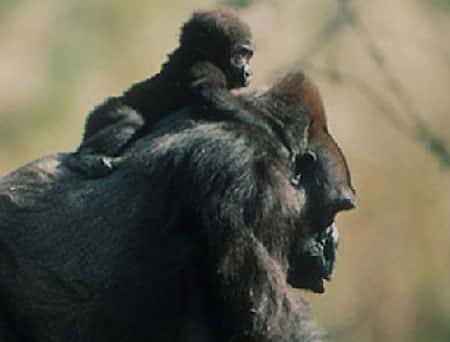 Gorille mère et son petit. © DR