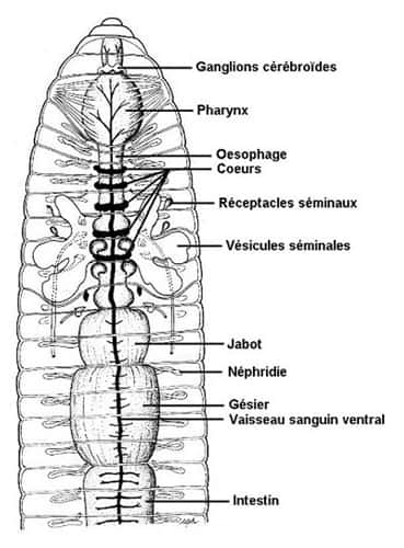Anatomie interne