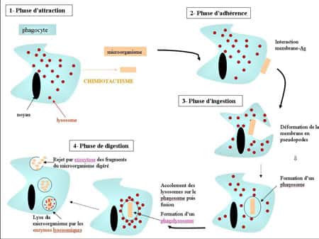 Mode d’action d’un phagocyte en présence d’un micro-organisme étranger. © Pédagogie Académie Montpellier