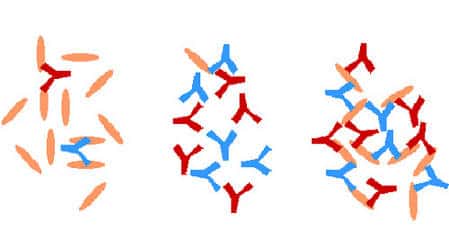<br />Vue générale (en haut) et détail schématique (en bas) de l'agglutination antigène-anticorps au niveau moléculaire. © freesvt.free.fr