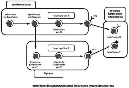 Ce schéma résume les étapes de maturation des lymphocytes dans les organes, de la moelle osseuse et du thymus aux organes typhoïdes secondaires. © DR