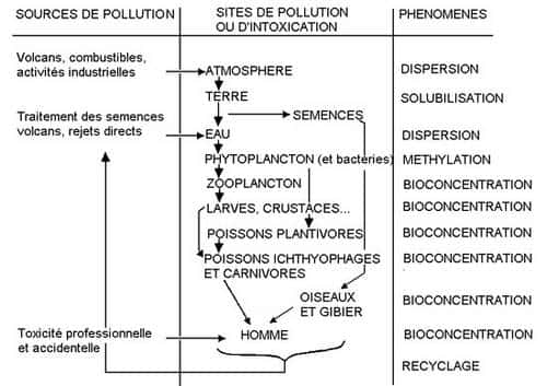 Bioaccumulation Hg. © Université de Picardie 