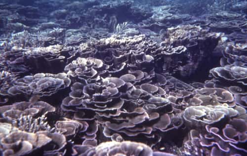 La figure 1 montre un champ de colonies coralliennes foliacées (<em>Montipora foliosa</em>) occupant la partie interne d'un récif de la Papouasie Nouvelle Guinée (Pacifique Occidental). <br />©Lucien Montaggioni<br />Tous droits réservés