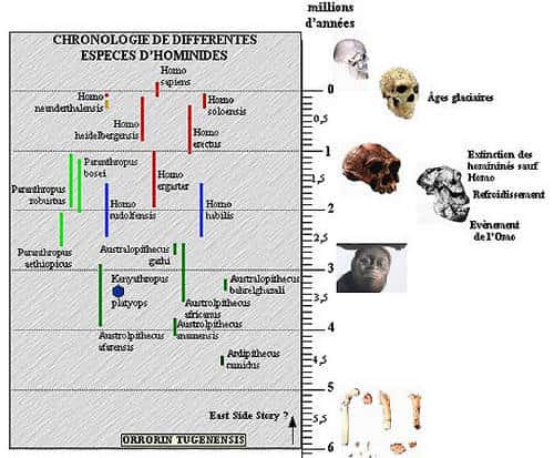 Évolution des hominidés d'après Pascal Picq. 