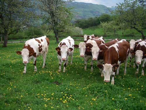 Vaches de race montbéliarde aux pâturages. © UPRA - Tous droits réservés