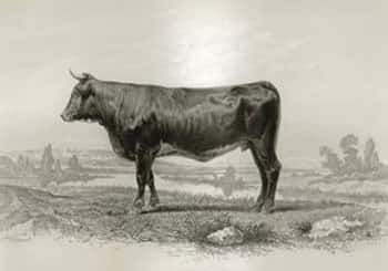 Vache comtoise. © UPRA - Tous droits réservés