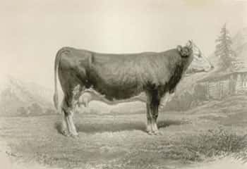 Vache de Berne. © UPRA - Tous droits réservés