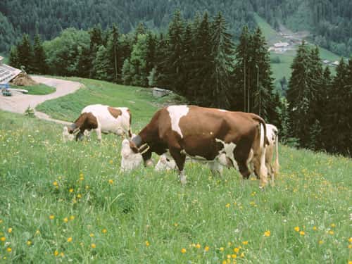 Vaches de race montbéliarde. © UPRA - Tous droits réservés