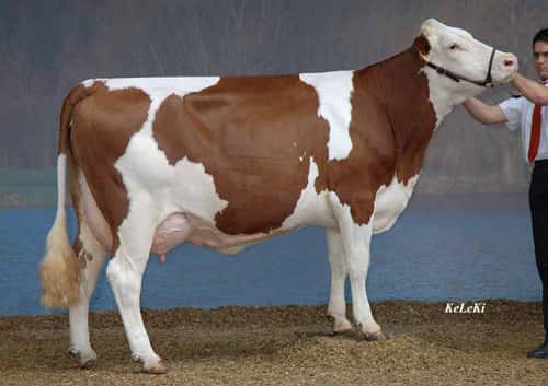 Profil de la vache montbéliarde. © UPRA - Tous droits réservés