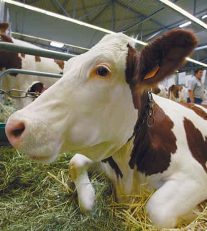 La race montbéliarde : deuxième race laitière de France. © UPRA - Tous droits réservés