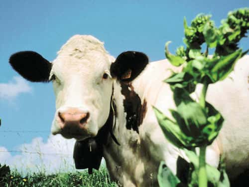 Vache de race montbéliarde. © UPRA - Tous droits réservés