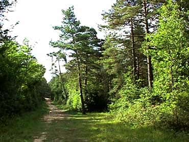 Forêt Fontainebleau