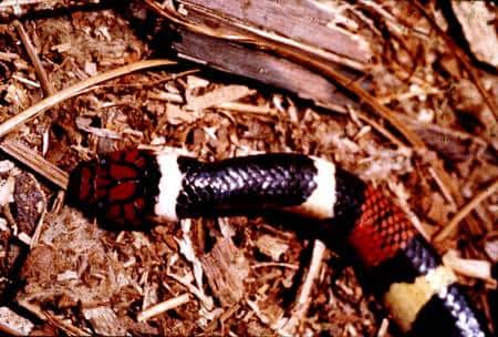 <em>Micrurus surinamensis, </em>une espèce de serpents de la famille des <em>Elapidae.</em>