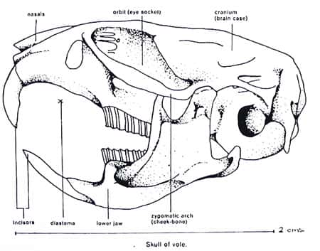 Crâne de Campagnol