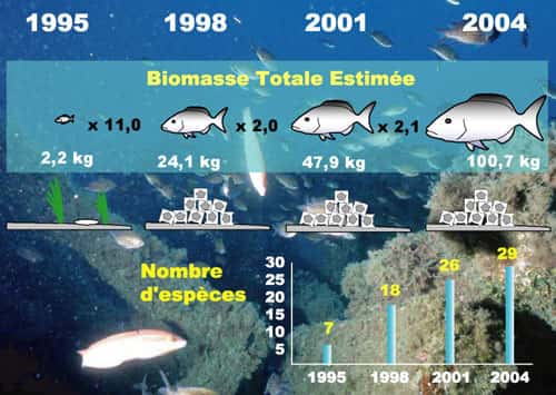 Exemple de colonisation par les peuplements de poissons d’un récif artificiel de 150 m<sup>3</sup> au Cap Couronne.<sup> </sup>© Parc marin de la Côte bleue 