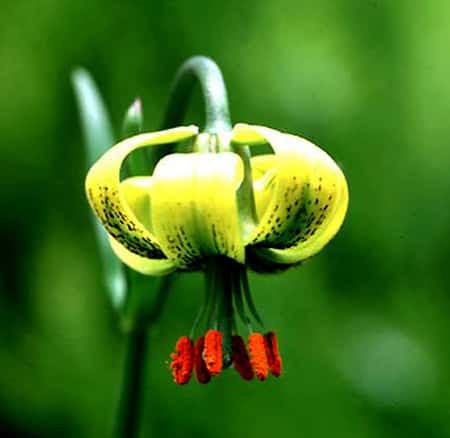 <em>Lilium pyrenaicum</em> Gouan © Javier Ara Wikipedia