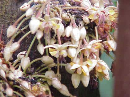 <em>Theobroma</em> en fleur. © Kurt Stueber, Wikipedia