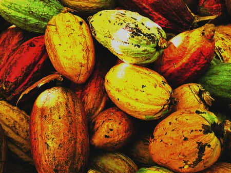 Cabosses de cacao. © DR