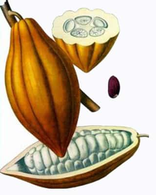 Par quelles étapes passent les fèves de cacao ? © Franz Eugen Köhler, <em>Köhler's Medizinal-Pflanzen, </em>Wikimedia Commons, DP
