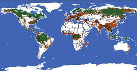 Durant ces cinq derniers siècles, les forêts primaires ont été profondément modifiées par diverses activités humaines. En vert, les grands blocs de forêts encore intacts aujourd’hui. En rouge, les forêts altérées (exploitées, en exploitation, ou simplement disparues ...).