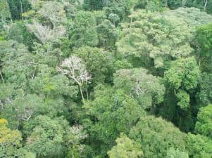 La forêt tropicale et sa biodiversité
