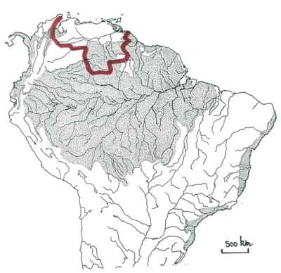 En Amérique du Sud tropicale on reconnaît quatre massifs forestiers, dont le plus grand est celui du bloc amazonien. La courbe rouge délimite la « Région des Guyanes », une région caractérisée par certains peuplements végétaux et animaux. La Guyane française s’inscrit dans cette province biogéographique. <br />© Francois Catzeflis