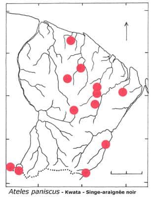 La plupart des espèces de mammifères ont une vaste distribution en Guyane française, comme le singe-araignée (Ateles paniscus), appellé « kwata » en créole. Gràce aux observations des naturalistes et biologistes, une base de données des localités de présence des mammifères de Guyane permet de rendre compte de la distribution des animaux a l’échelle du département.<br />© François Catzeflis