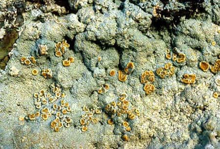 Lichens <em>Ochrolechia tartarea</em> ou orseille. © DR