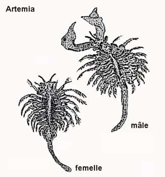 Artemia mâle et femelle. © DR