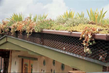 Faune et flore cohabitent dans un toit végétalisé. © Clarke Snell
