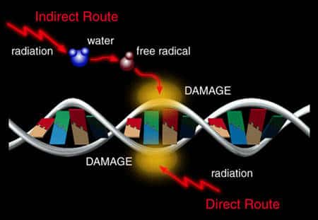 Dommages infligés à l’ADN par des rayonnements © UCAR University of Michigan