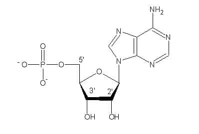 Figure 2. Chaque nucléotide se compose d’un groupe phosphate, d’un sucre et d’une base hétérocyclique. © DR
