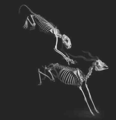 Panthère, <em>Panthera pardus</em>, Afrique, Asie (h. ép. 60 cm)<br />Addax, <em>Addax nasomaculatus</em>, Sahara (h. ép. 75 cm)<br />Coll. Muséum d’Histoire naturelle de Toulouse