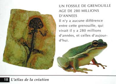 Autre confusion créationniste, entre une &quot;grenouille&quot; (en réalité une rainette), qui est un amphibien sans queue, et une salamandre fossile (amphibien muni d'une queue).<br /><em>Photo tirée de l'atlas de la création de Harun Yahya</em>