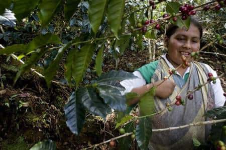 Rosa Mamani récolte les cerises de café. Autrefois, Rosa travaillait à La Paz, en Bolivie, où elle était victime de discriminations. Voyant que le café était payé un prix juste et stable, elle a choisi d’acheter de la terre près de celle de son père, dans la région des Yungas.<br />© Max Haavelar - Photo Bruno Fert - Tous droits réservés